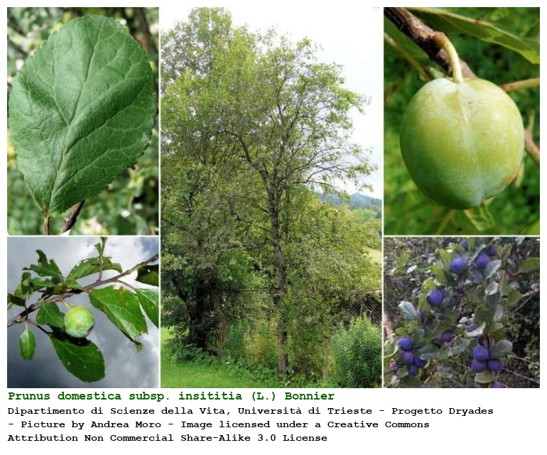 Prunus domestica subsp. insititia (L.) Bonnier & Layens